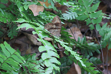 A common evening brown butterfly on fern frond with fern frond © Pics Man24