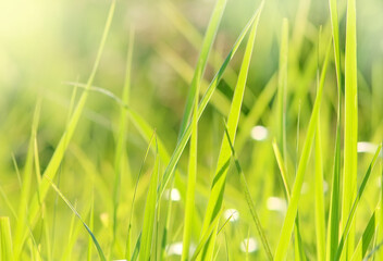 Green grass with sunlights blurred summer spring natural background.