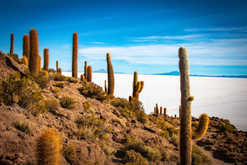 cacti, island of incahuasi, salar de uyuni, salt flats, bolivia