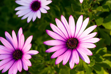 Obraz premium Pink osteospermum in bloom during springtime in the south of France