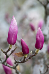 magnolia blossom close-up