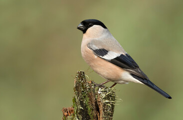 Obraz premium Eurasian bullfinch female ( Pyrrhula pyrrhula )