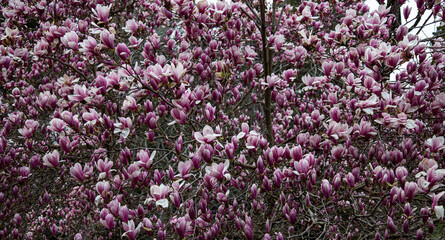 magnolia tree with flowers 