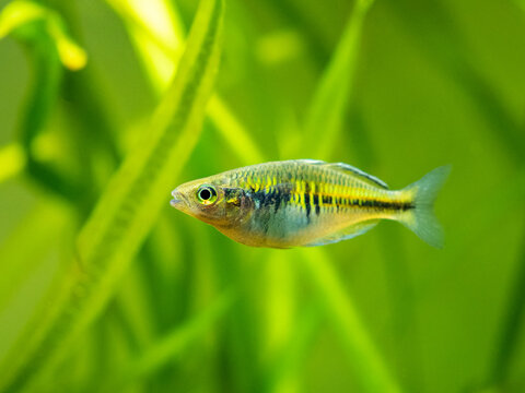 close up of a Boeseman's rainbowfish (Melanotaenia boesemani) isolated on a fish tank with blurred background