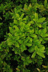 Fototapeta na wymiar juicy green young leaves in spring