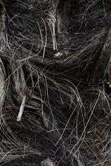 palm tree trunk close-up