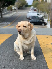 Yellow Labrador retriever standing in the cross walk in San Francisco. 