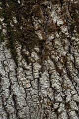 tree bark close-up