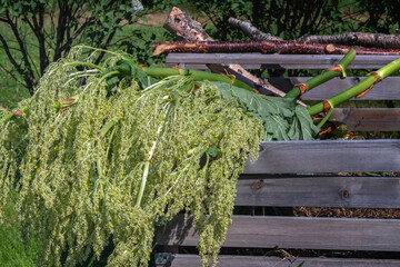 Close up photo of rhubarb flowers cut and lying at top of wooden compost box. Blurry background...