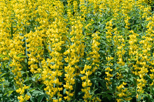 The beautiful yellow flowers of Mountain Goldenbanner , fresh green leaves. Close up photo of many flowers known also as false lupin and revonpapu. High resolution image