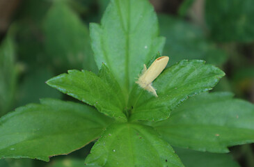 Closeup of few tickseed leaves and a hairy yellow moth on one of the leaf