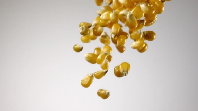 Beautiful corn falling in slow motion
