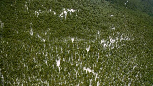 Bosque de pinos entre entre la nieve con dron