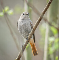 Hausrotschwanz auf einem Zweig