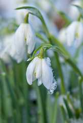 Snowdrops