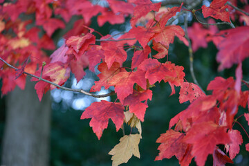 Red maple leaves