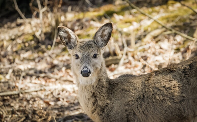 Fototapeta premium Deer in the woods