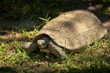 turtle on the grass