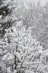 tree in snow