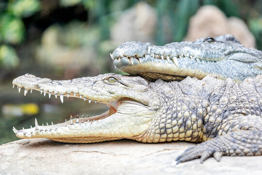 View of Nile crocodiles are resting. Nile crocodiles are opportunistic apex predators; a very aggressive species of crocodile, they are capable of taking almost any animal within their range.