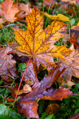 Colorfully colored maple leaves in autumn.