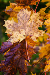 Colorfully colored maple leaves in autumn.