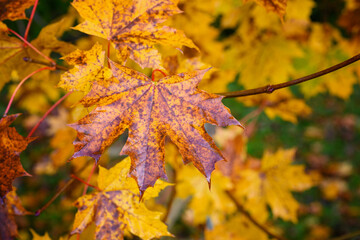 Naklejka na ściany i meble Colorfully colored maple leaves in autumn.