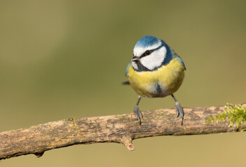 Fototapeta premium Blue tit ( Cyanistes caeruleus ) close up