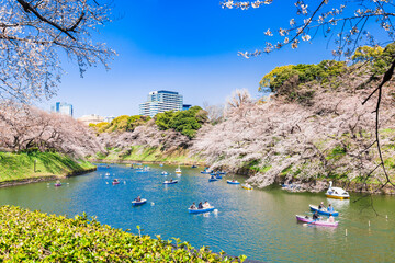 桜満開の千鳥ヶ淵