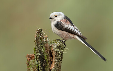 Long tailed tit also known as bushtit (Aegithalos caudatus)