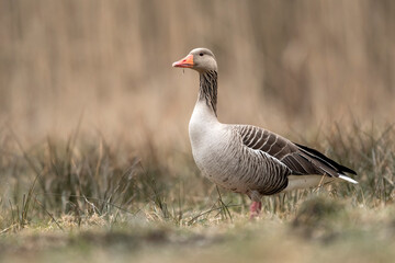 Obraz na płótnie Canvas Greylag goose (Anser anser) close up