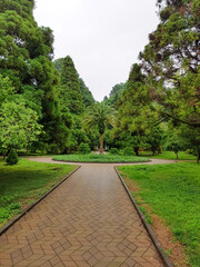 Obraz premium Alley in the park with palm tree in the center with a stone road inside