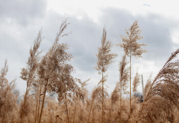 Field with pampas grass or reeds in cloudy weather. Natural background.