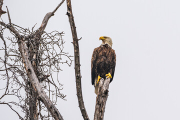 Bald Eagle On Tree Branch
