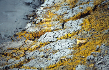 Golden lichen on mud hole, Yellowstone
