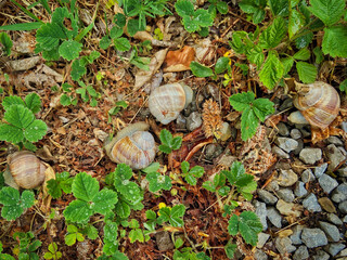 Nettersheim- Weinbergschnecken