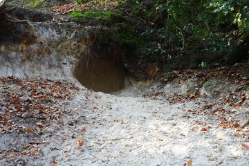 entrance to a sand cave under a forest
