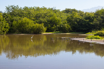 A lagoon with a great white egret wading in the water. This pond is located in Lo de Marcos,...