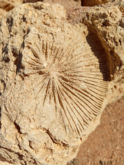 Oval imprint on a stone of an ancient plant, a fossil close up. Texture formed by the corals in limestone. © Світлана Л.