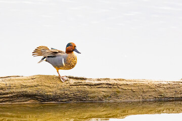 Male Green-Winged Teal Duck Stretches a Wing on a Spring Morning