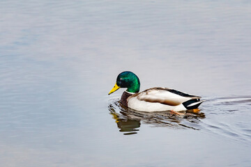Drake Mallard Duck in Brilliant Spring Plumage