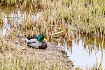 Drake Mallard Duck in Brilliant Spring Plumage