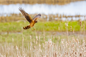 Norther Harrier Hawk Harrying Small Birds on a Marsh in Spring