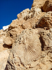 Іmprint on a stone of an ancient plant, a fossil close up and blue sky. Texture formed by the...