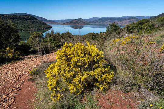 Un gen&ecirc;t &eacute;pineux jaune au printemps devant  un paysage naturel avec un lac et des montagnes 