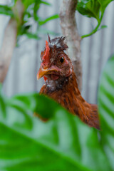 young hen in the middle of the leaves