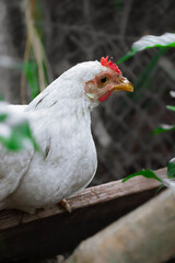 white country chicken on a farm