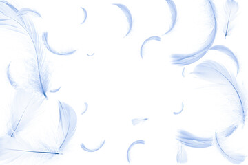 Feather close up. Nature abstract bird feather texture isolated on white background for pattern wallpaper. Fashion color trends spring summer.