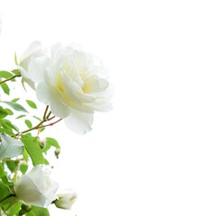 Edle weiße Rosen im Garten vor hellen Hintergrund