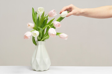 Woman putting flowers in vase. Composing bouquet. Bouquet pink tulips in glass vase. Woman holding tulips in her hands, florist, floristry. Place for text.